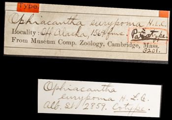 Media type: image;   Invertebrate Zoology OPH-3201 Aspect: labels